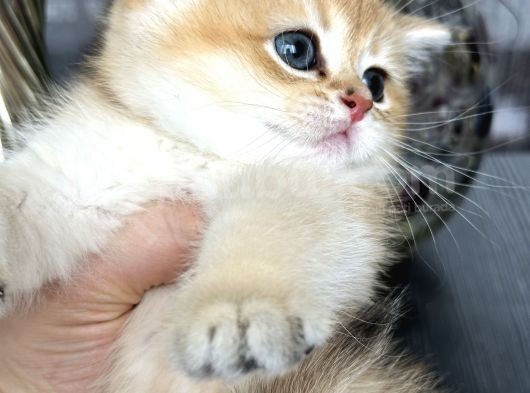 Saf Kan British Shorthair Golden görsel