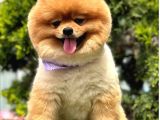 Pamuk Şeker Pomerani̇an Boo Bebekler