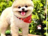 Pamuk Şeker Pomerani̇an Boo Bebekler