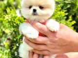 PAMUK ŞEKER POMERANİAN BOO BEBEKLER
