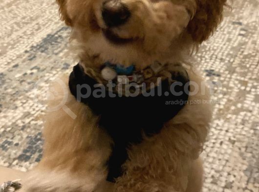 6 Aylık Erkek Poodle görsel