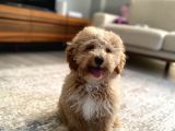 6 Aylık Erkek Poodle