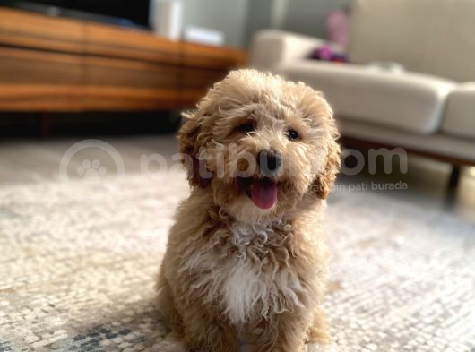 6 Aylık Erkek Poodle görsel