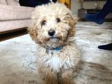 6 aylık erkek poodle