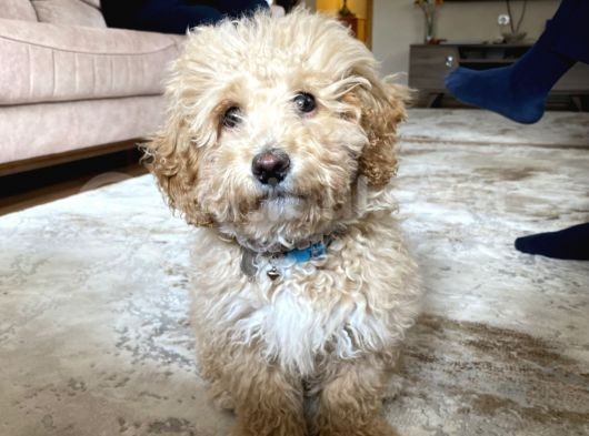 6 Aylık Erkek Poodle