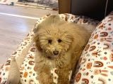 6 Aylık Erkek Poodle