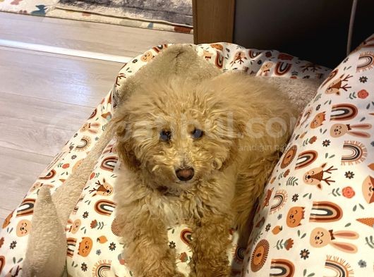 6 Aylık Erkek Poodle görsel
