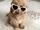 6 Aylık Erkek Poodle