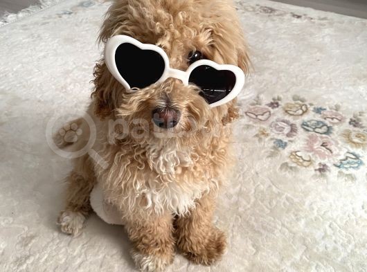 6 Aylık Erkek Poodle görsel
