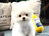 Karbeyaz Pomeranian boo yavrumuz
