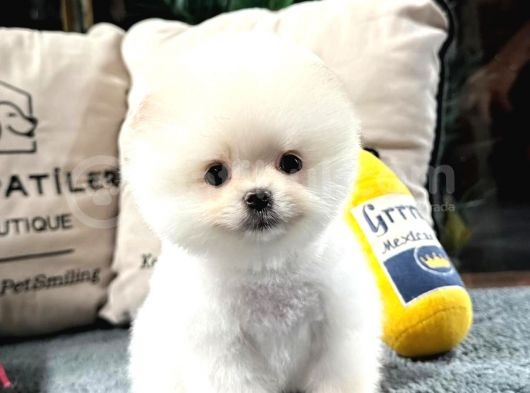 Karbeyaz Pomeranian Boo Yavrumuz