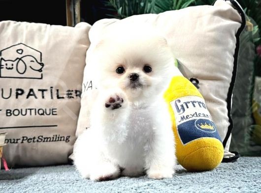 Karbeyaz Pomeranian Boo Yavrumuz görsel