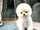 Karbeyaz Pomeranian Boo Yavrumuz