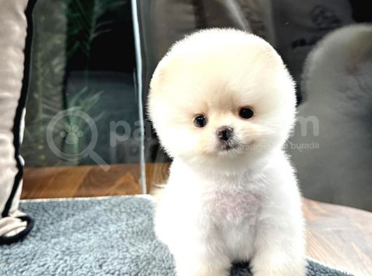 Karbeyaz Pomeranian Boo Yavrumuz görsel