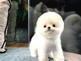 Karbeyaz Pomeranian Boo Yavrumuz