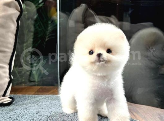 Karbeyaz Pomeranian Boo Yavrumuz görsel