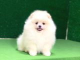 Pomeranian Boo Oyuncu Mini Ayıcık Yavrumuz