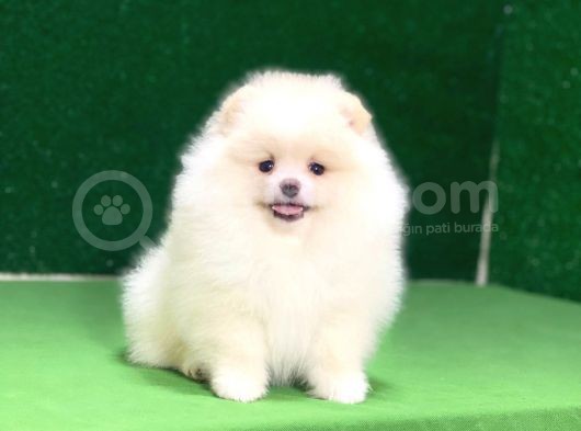 Pomeranian Boo Oyuncu Mini Ayıcık Yavrumuz görsel