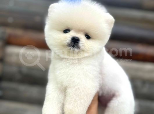 Pomeranian Boo Teddy Face Mini Ayıcık Yavrumuz görsel