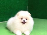Pomeranian boo oyuncu mini ayıcık Yavrumuz