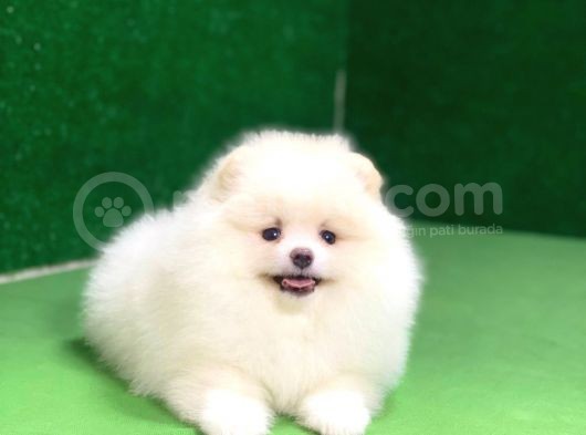 Pomeranian Boo Oyuncu Mini Ayıcık Yavrumuz
