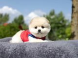 Yuvarlak surat pomerian boo yavrumuz