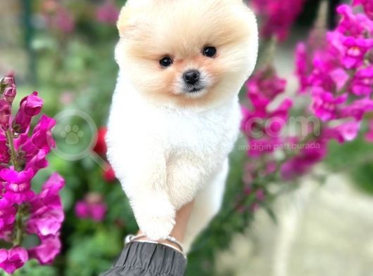 Pomeranian Boo Teddy Face Dişi Yavrumuz