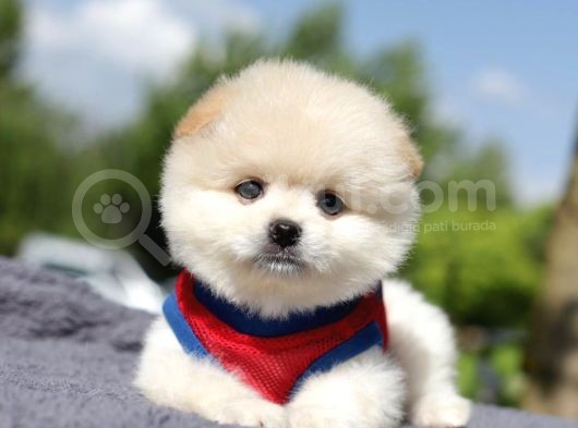 Yuvarlak Surat Pomerian Boo Yavrumuz görsel