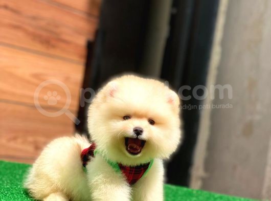 Pomeranian Boo Teddy Face Mini Ayıcık Yavrumuz görsel