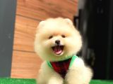 Pomeranian boo teddy face mini Ayıcık Yavrumuz