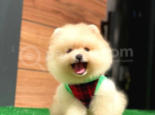 Pomeranian Boo Teddy Face Mini Ayıcık Yavrumuz