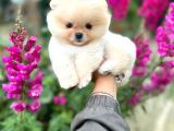 Pomeranian Boo Teddy Face Dişi Yavrumuz