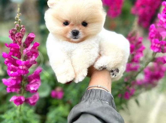 Pomeranian Boo Teddy Face Dişi Yavrumuz görsel