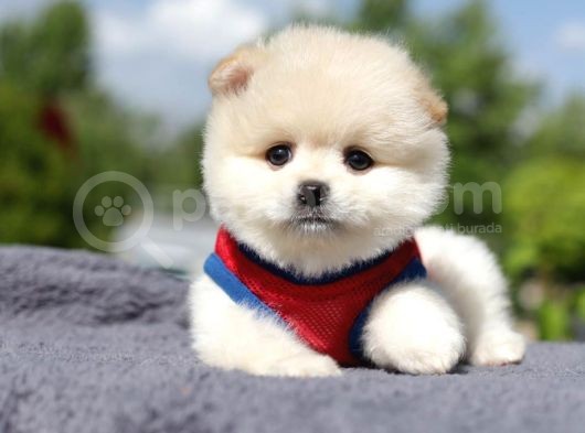 Yuvarlak Surat Pomerian Boo Yavrumuz görsel