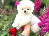 Pomeranian Boo Teddy Face Mini Dişi Yavrumuz