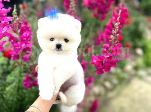 Pomeranian Boo Teddy Face Mini Ayıcık Yavrumuz görsel