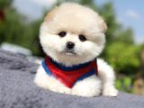 Yuvarlak Surat Pomerian Boo Yavrumuz