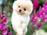 Pomeranian Boo Teddy Face Dişi Yavrumuz