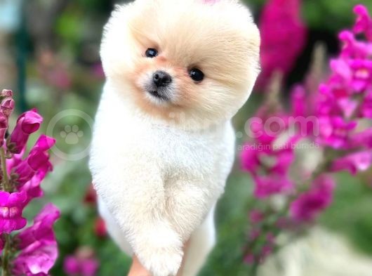 Pomeranian Boo Teddy Face Dişi Yavrumuz görsel