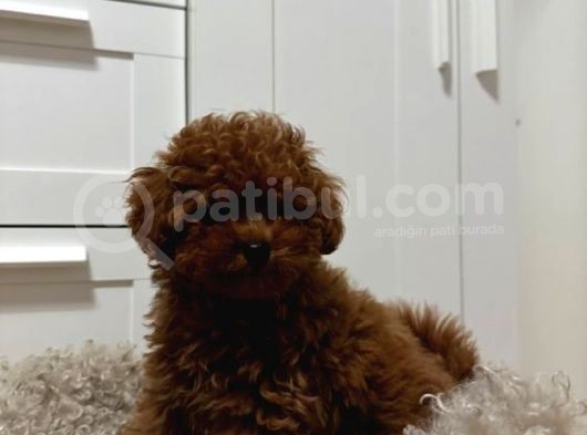 Hari̇ka Toypoodle Yavrular Şehi̇rdişi Gönderi̇li̇r görsel