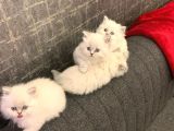 Ayi Surat Bri̇ti̇sh Longhai̇r Yavrularimiz