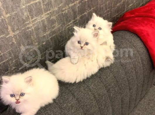 Ayi Surat Bri̇ti̇sh Longhai̇r Yavrularimiz görsel