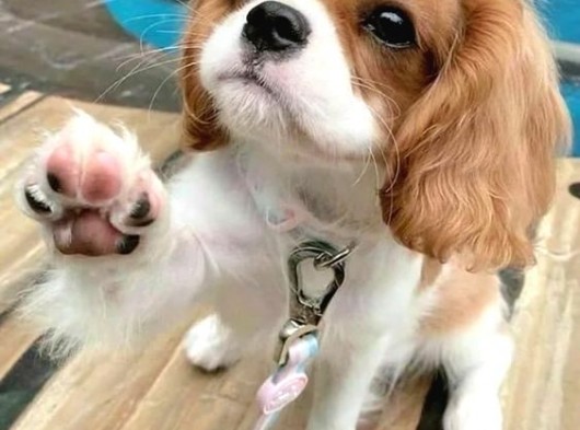 Cavalier Yavrular Şehirdışı Gönderilir görsel