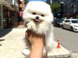 Pomerani̇an Irkinin En Güzel Bebekleri̇