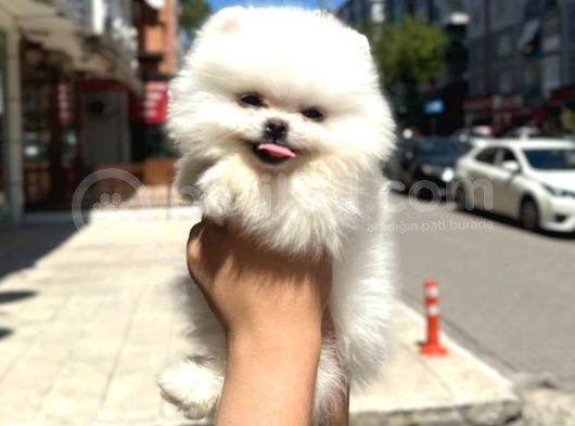 Pomerani̇an Irkinin En Güzel Bebekleri̇ görsel