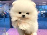 POMERANİAN IRKININ EN GÜZEL BEBEKLERİ