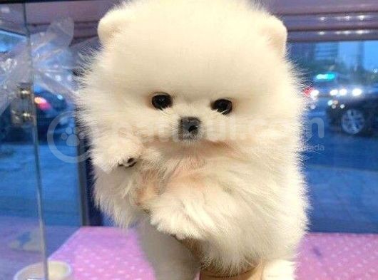 Pomerani̇an Irkinin En Güzel Bebekleri̇