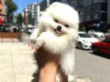 Pomerani̇an Irkinin En Güzel Bebekleri̇