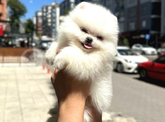 Pomerani̇an Irkinin En Güzel Bebekleri̇ görsel