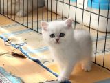 ANNE ALTINDAN SAFKAN BRİTİSH YAVRULARIMIZ